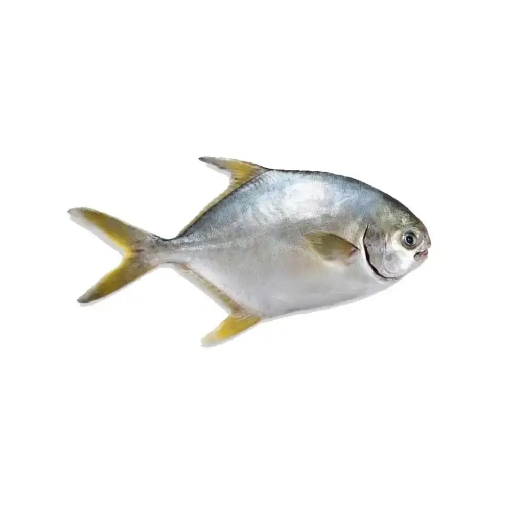 Cá Chim Tươi Sống