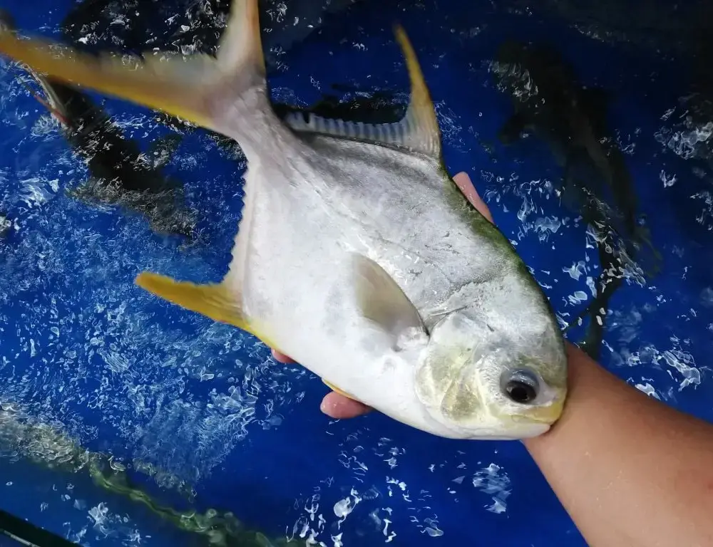 Cá Chim Tươi Sống