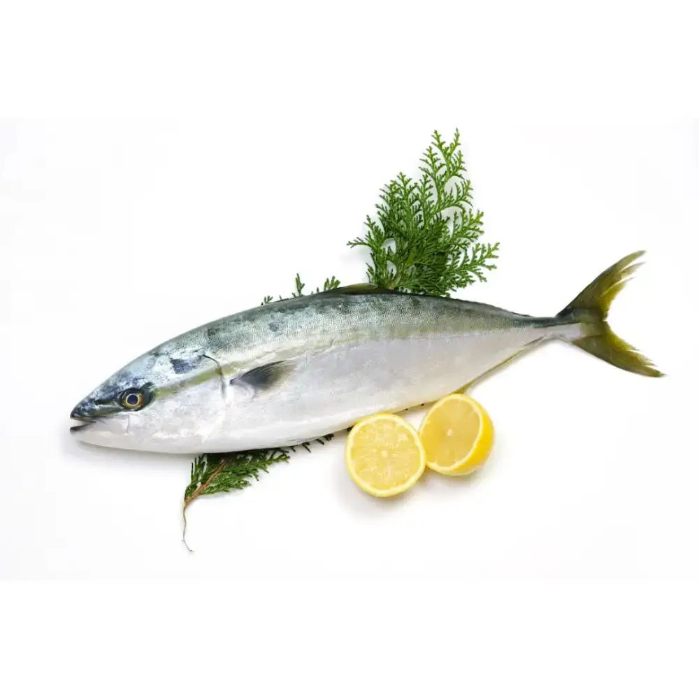 Cá Cam Tươi Sống