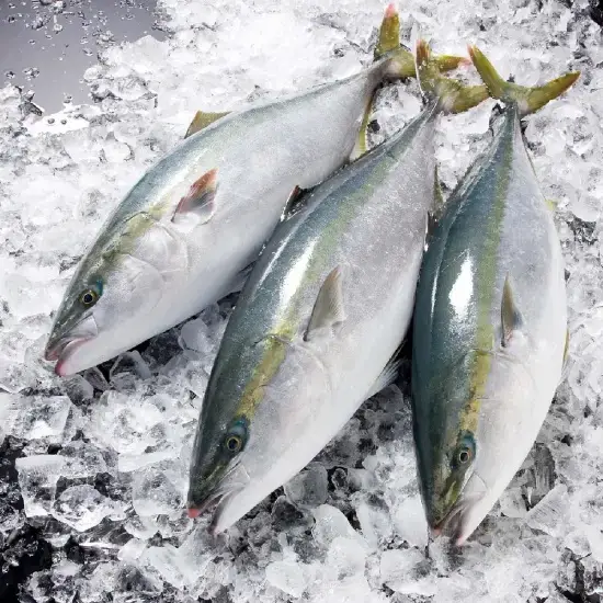 Cá Cam Tươi Sống