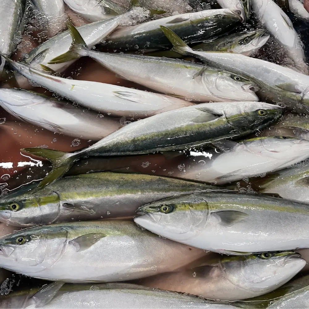 Cá Cam Tươi Sống