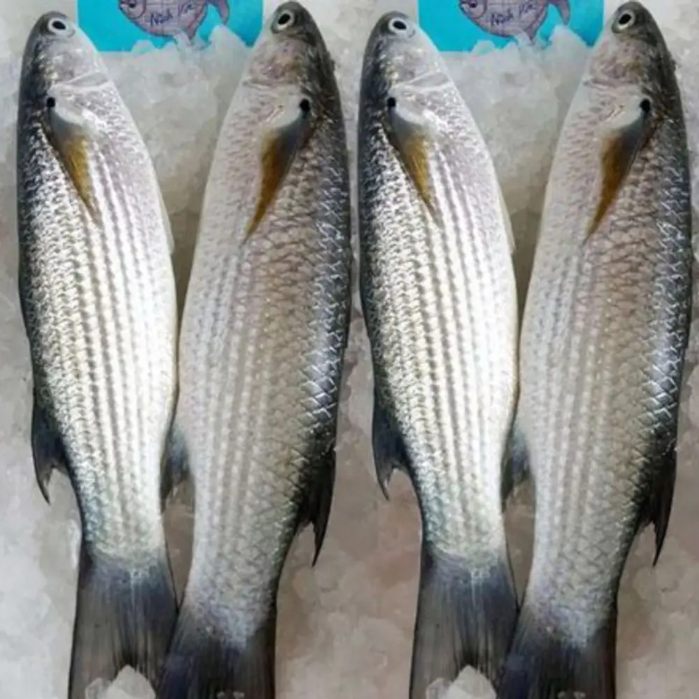Cá Đối Tươi Nguyên Con