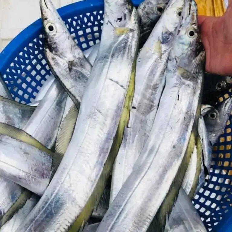 Cá Hố Tươi Nguyên Con