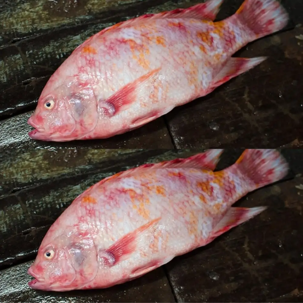 Cá Hồng Biển Tươi Sống Size 5–6kg/con