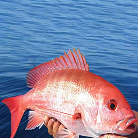 Cá Hồng Biển Tươi Sống Size 5–6kg/con