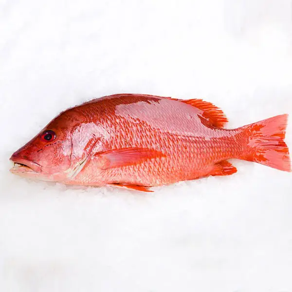 Cá Hồng Biển Tươi Sống Size 5–6kg/con