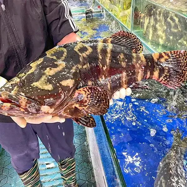 Cá Mú Cọp Tươi Sống Size 1,4 - 1,6 Kg/Con