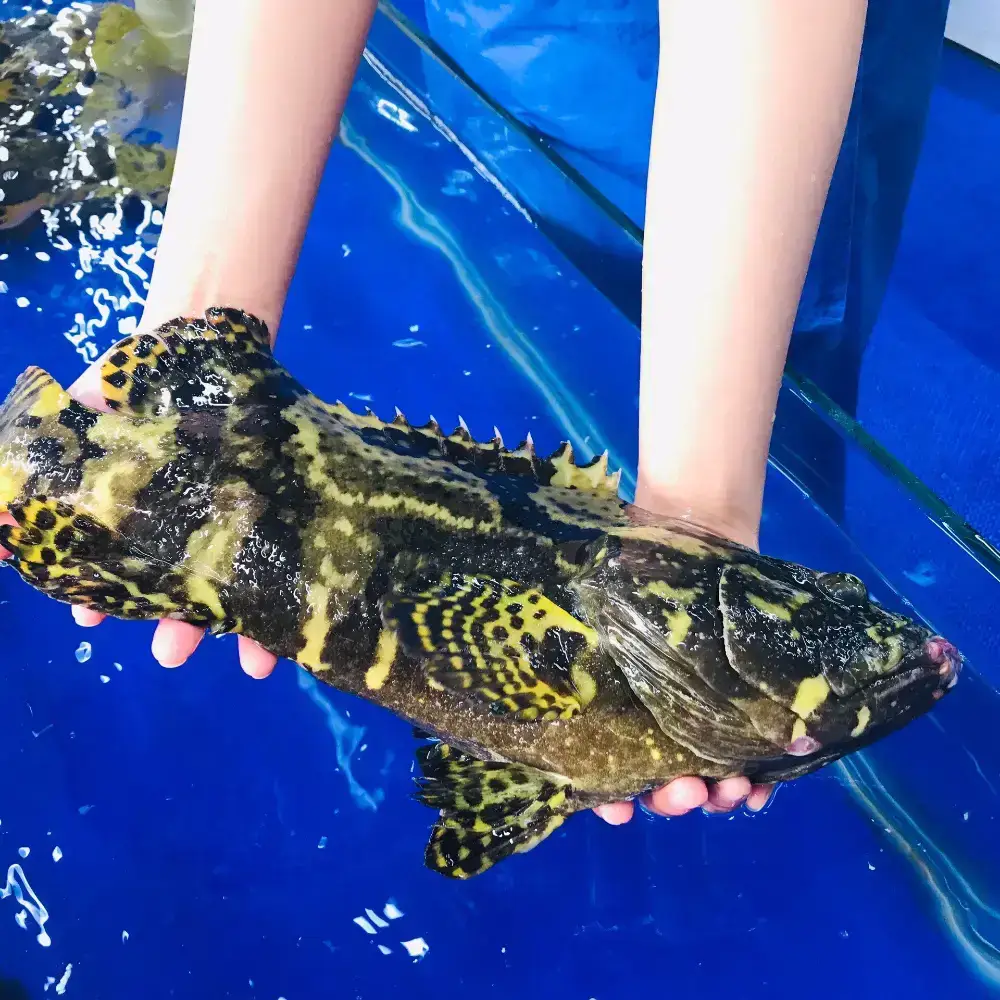 Cá Mú Cọp Tươi Sống Size 1,4 - 1,6 Kg/Con