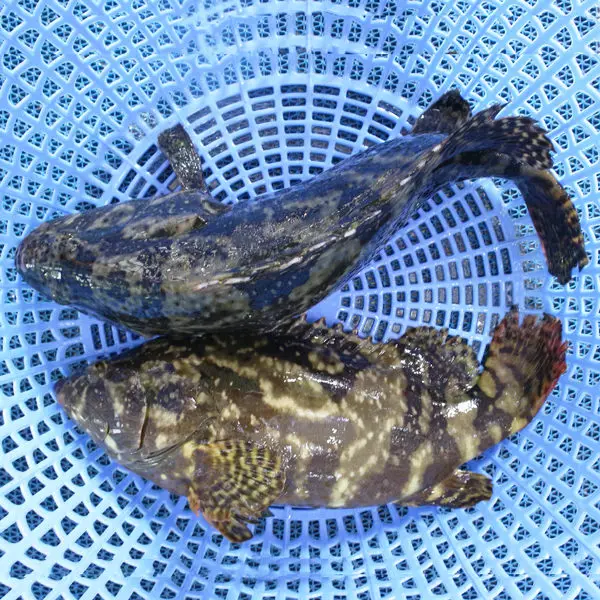 Cá Mú Cọp Tươi Sống Size 1,4 - 1,6 Kg/Con