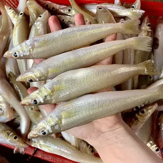 Cá Bống Đục Tươi 