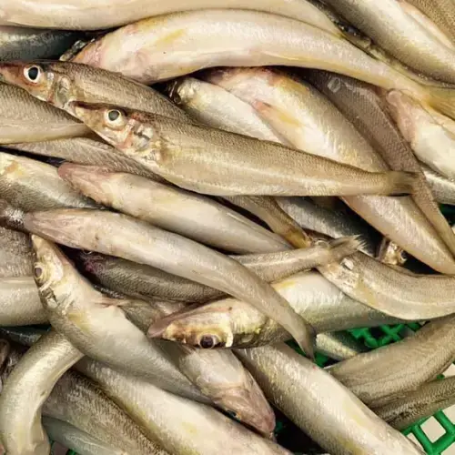 Cá Bống Đục Tươi 