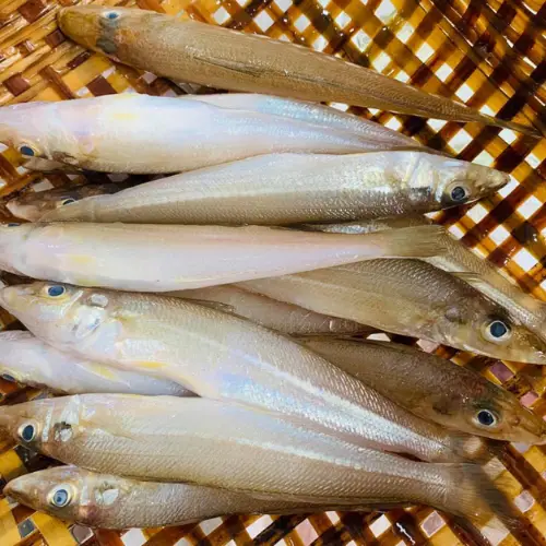 Cá Bống Đục Tươi 