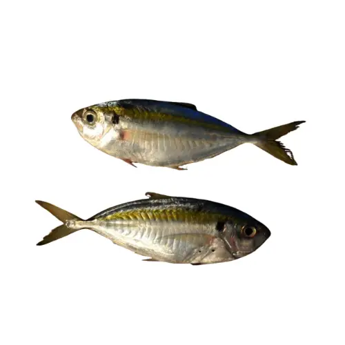 Cá Chỉ Vàng Tươi 