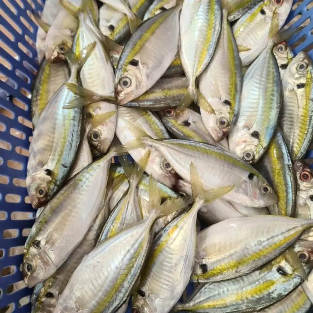 Cá Chỉ Vàng Tươi 