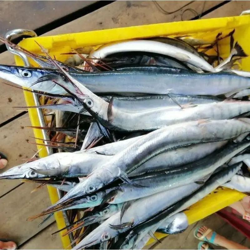 Cá Xương Xanh Tươi Sống