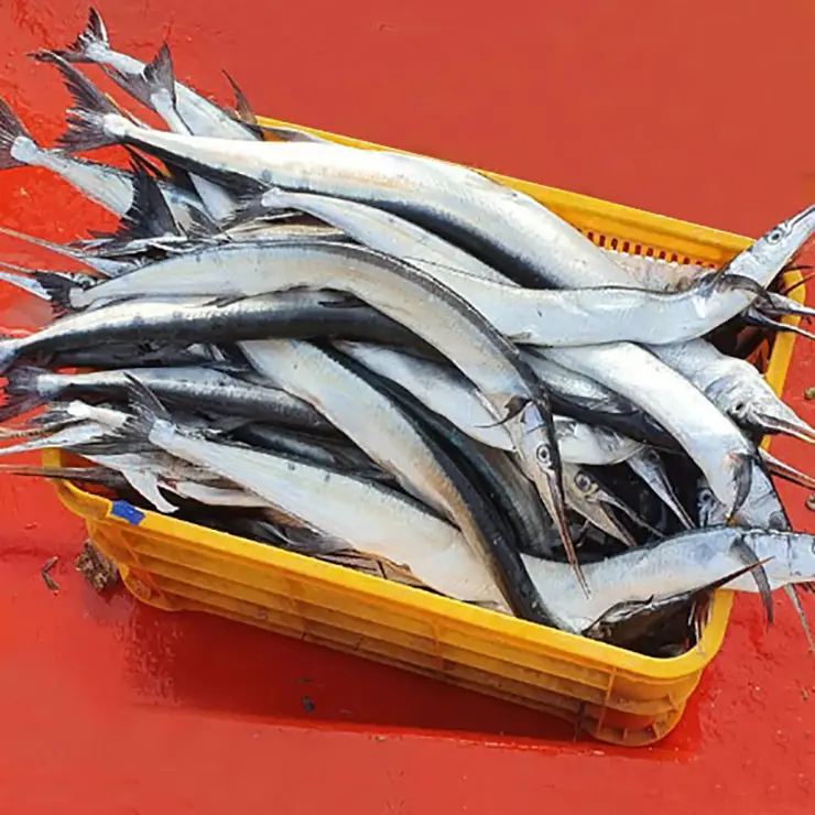 Cá Xương Xanh Tươi Sống