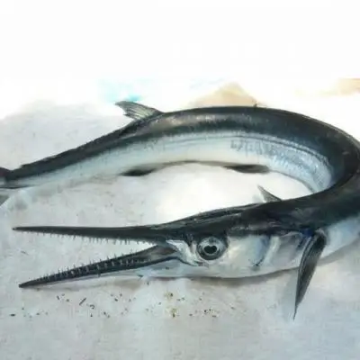 Cá Xương Xanh Tươi Sống