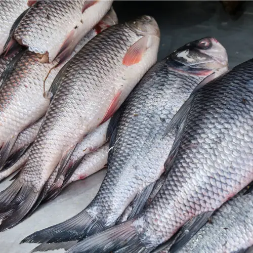 Cá Trôi Tươi Sống