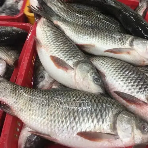 Cá Trôi Tươi Sống
