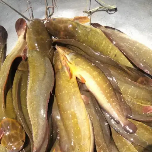 Cá Trê Vàng Tươi Size 400-600Gr/ Con