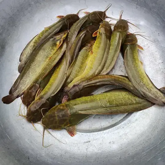 Cá Trê Vàng Tươi Size 400-600Gr/ Con