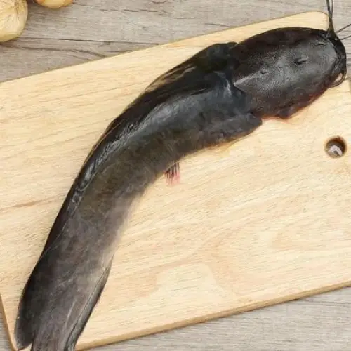 Cá Trê Đen Tươi Sống Size 800-1200Gr 