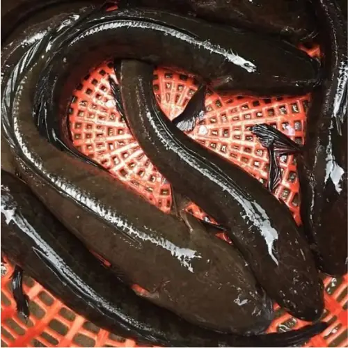 Cá Trê Đen Tươi Sống Size 800-1200Gr 