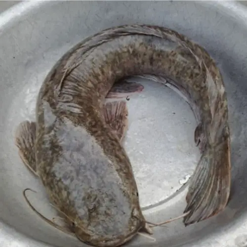 Cá Trê Đen Tươi Sống Size 800-1200Gr 