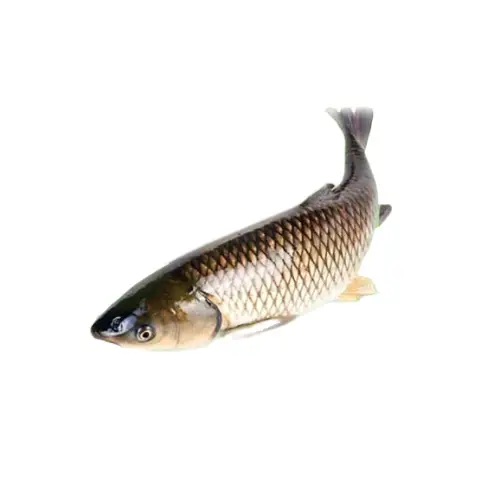 Cá Trắm Trắng (Cá Trắm Cỏ) Tươi 
