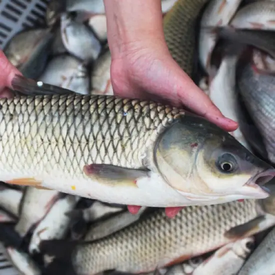 Cá Trắm Trắng (Cá Trắm Cỏ) Tươi 
