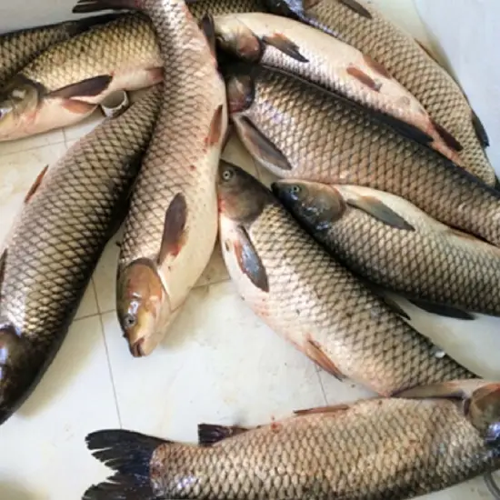 Cá Trắm Trắng (Cá Trắm Cỏ) Tươi 