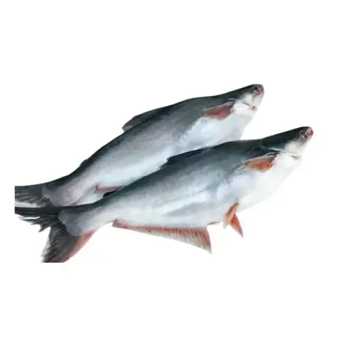 Cá Tra Tươi Size 1,5-2Kg /Con