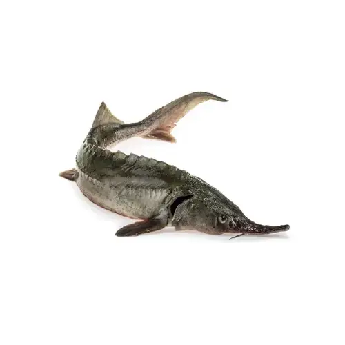 Cá Tầm Tươi Sống