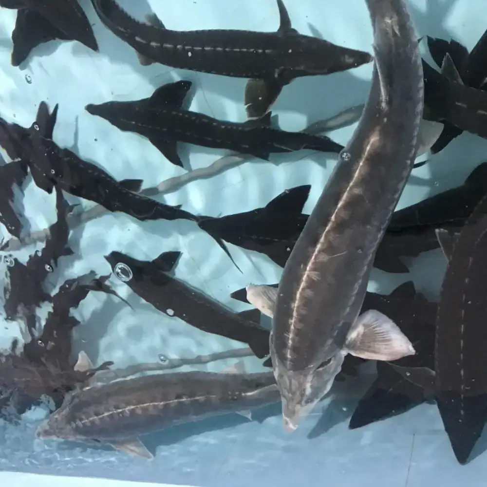 Cá Tầm Tươi Sống