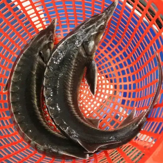 Cá Tầm Tươi Sống