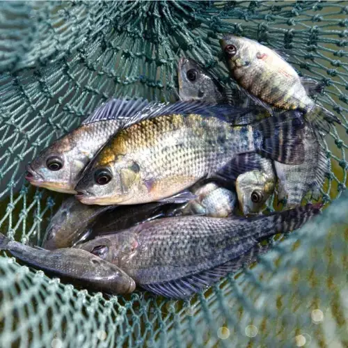 Cá Rô Phi Tươi Sống