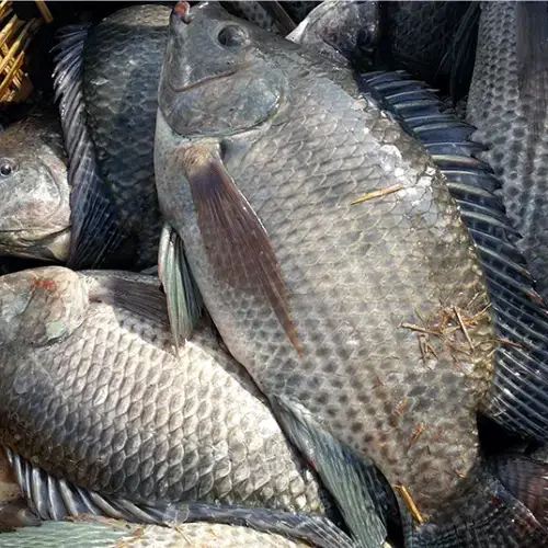 Cá Rô Phi Tươi Sống