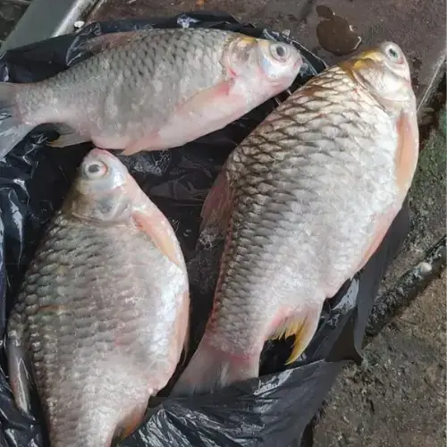 Cá Mè Tươi Size 4-5Kg/ Con