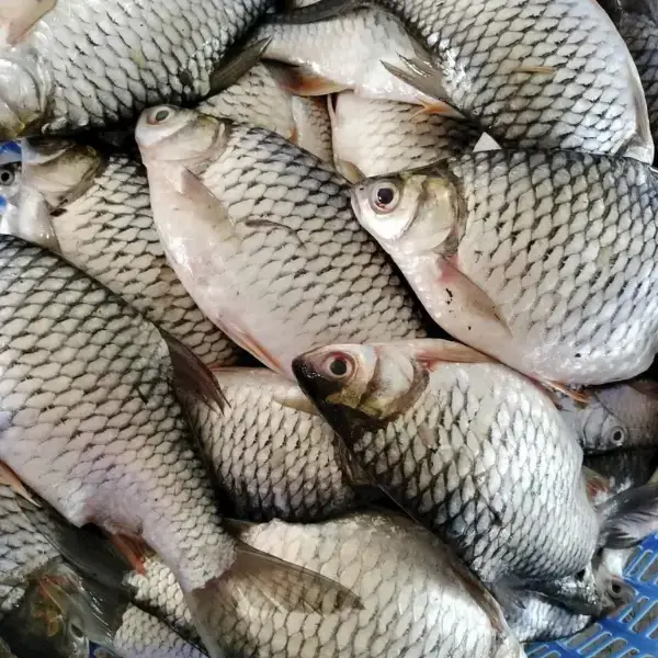 Cá Mè Tươi Size 4-5Kg/ Con