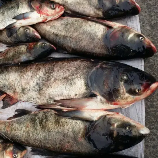 Cá Mè Tươi Size 4-5Kg/ Con