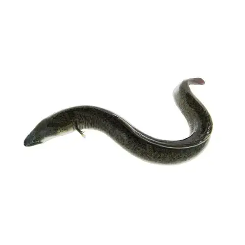 Cá Chình Sông Tươi Size 1-1,5Kg /Con