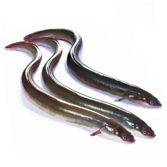 Cá Chình Sông Tươi Size 1-1,5Kg /Con