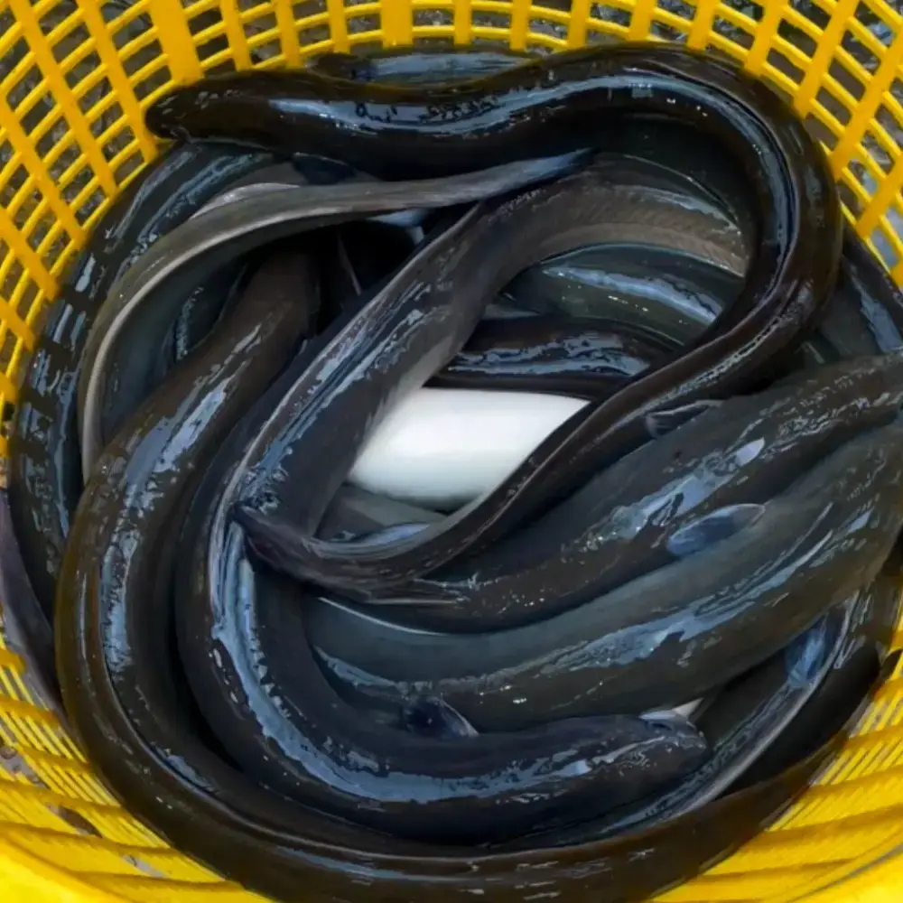 Cá Chình Sông Tươi Size 1-1,5Kg /Con