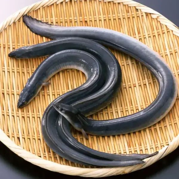 Cá Chình Sông Tươi Size 1-1,5Kg /Con