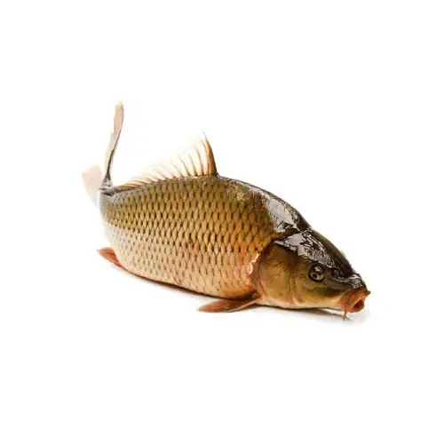 Cá Chép Tươi Sống
