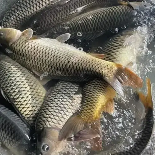 Cá Chép Tươi Sống