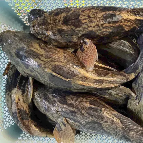 Cá Bống Tượng Tươi Sống