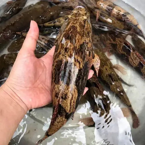 Cá Bống Tượng Tươi Sống