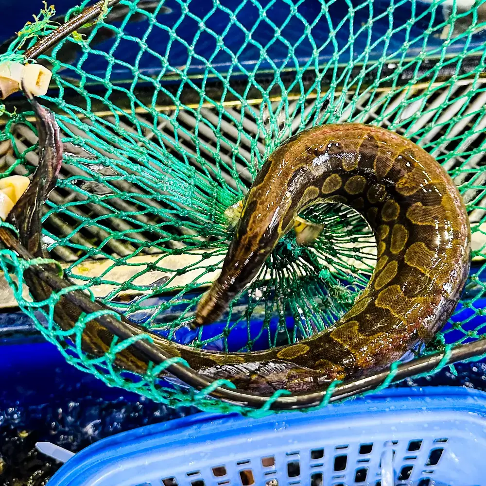 Cá Chạch Tươi Sống 