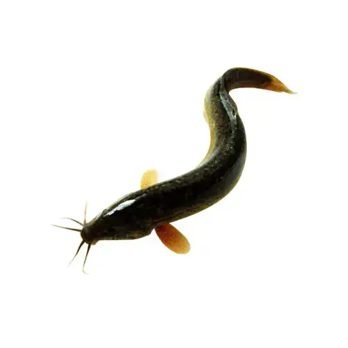 Cá Chạch Tươi Sống 
